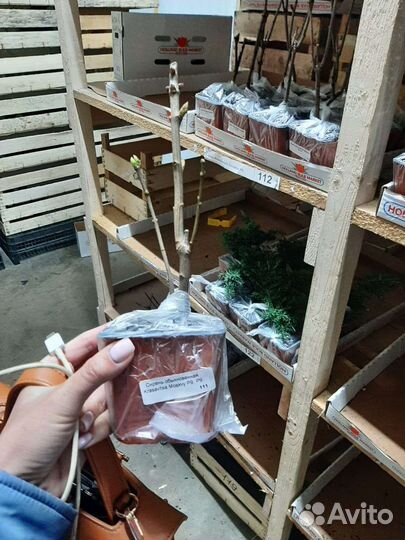 Сирень обыкновенная Krasavitsa Moskvy и др