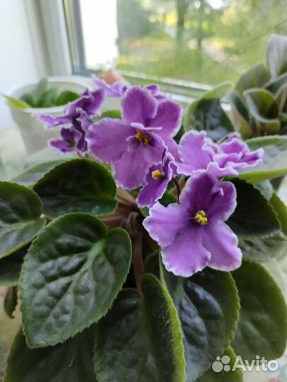 Фиалка в горшках