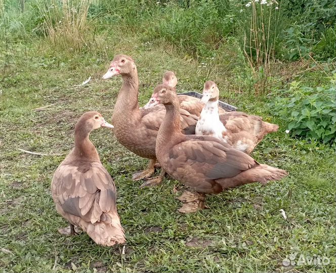 Мускусные утки