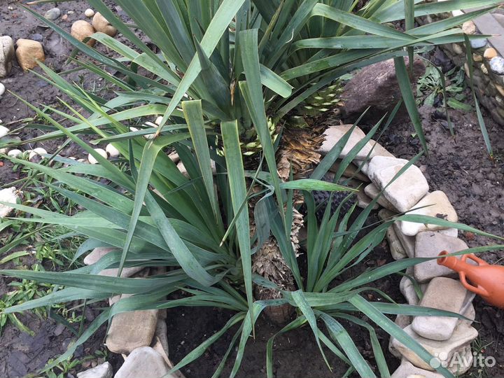 Юкка нитчатая