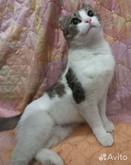 Стерилизованная кошечка бедняжка