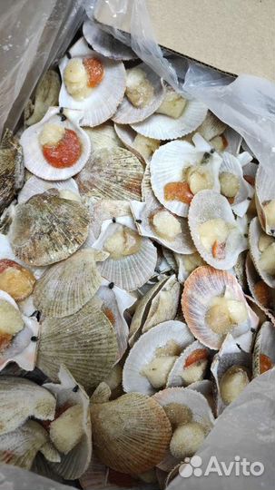 Морской гребешок (на створке)