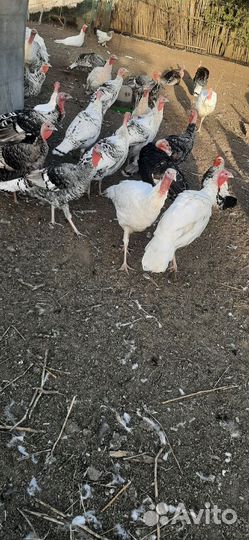 Индюки индюшки и индаути