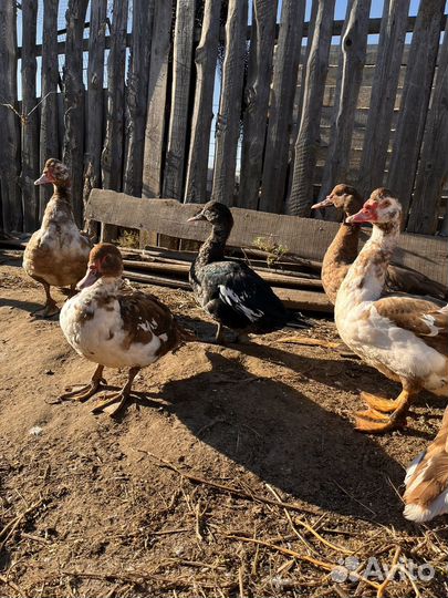 Селезень индоутки