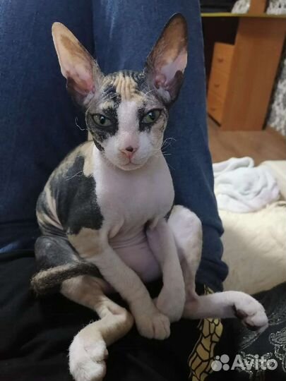 Кошка Сфинкс Флок