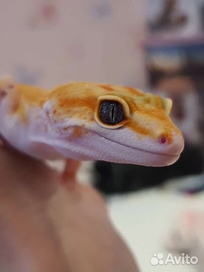 Эублефар геккон