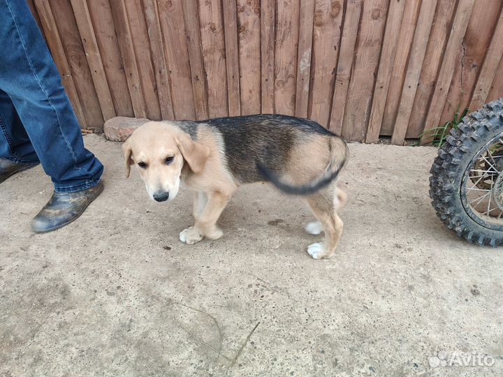 Щенки русской гончей