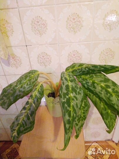 Аглонема Павлин