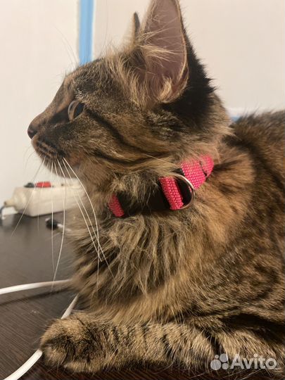 Продаю амуницию