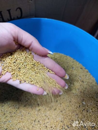 Сидерат горчица