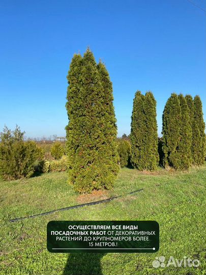 Туя западная Колумна, крупномер