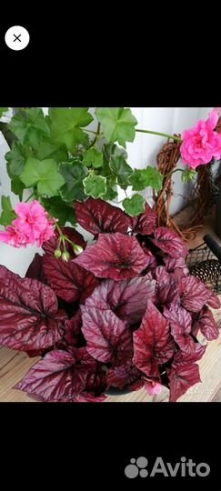 Бегония инка файер