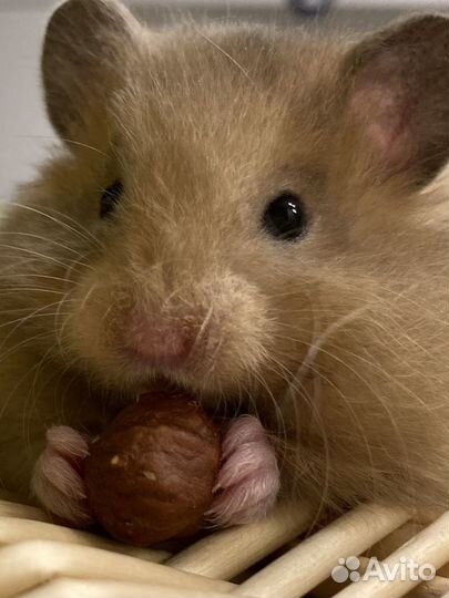 Сирийские хомяки из Питомника