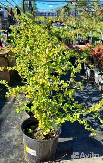 Барбарис в ассортименте