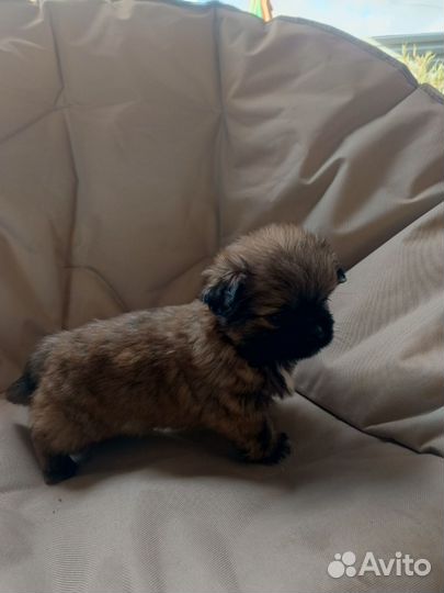 Щенки пекинеса