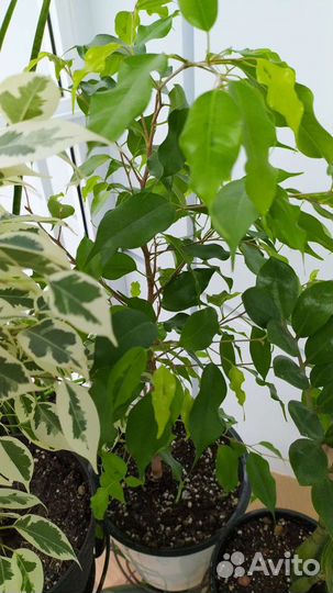 Фикус Бенджамина разные сорта. Часть 1
