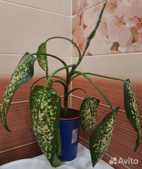 Диффенбахия