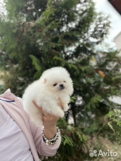 Померанский шпиц крошка на ладошке