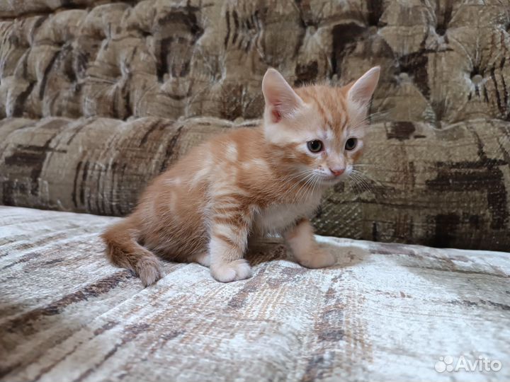 Котёнок(мальчик) в добрые руки