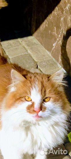 Малыш мультик - 4мес. в добрые руки