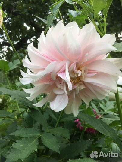 Георгины клубни