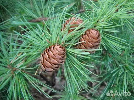 Хвойные растения (лиственницы, тсуги)
