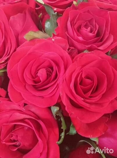 Розы оптом и в розницу