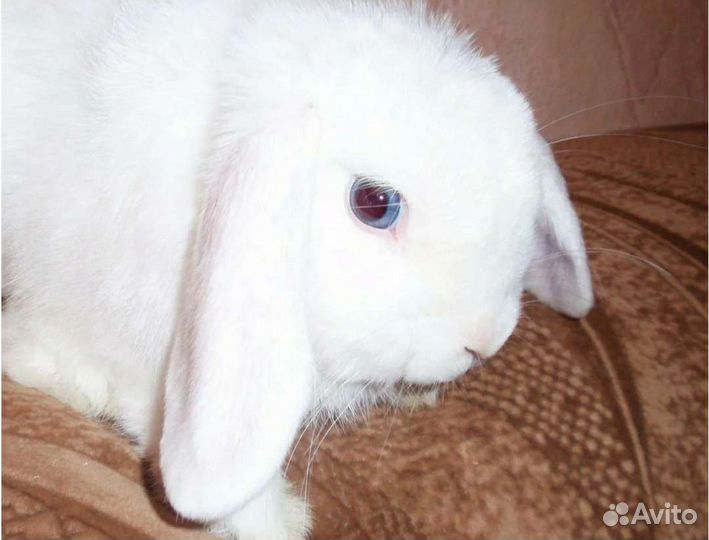 Декоративный кролик