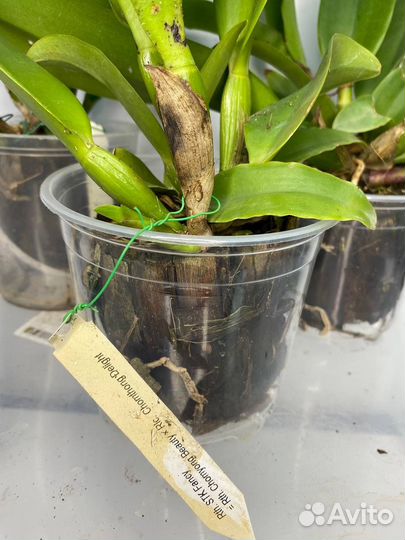 Орхидея каттлея Rhyncattleanthe STK Fancy