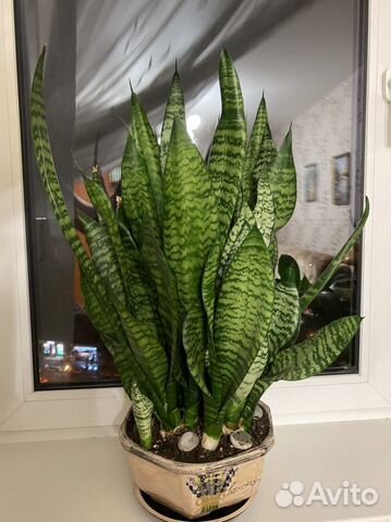Сансевиерия. Щучий хвост