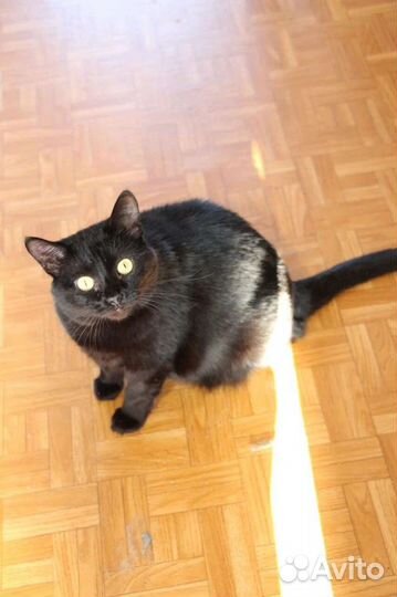 Кошка