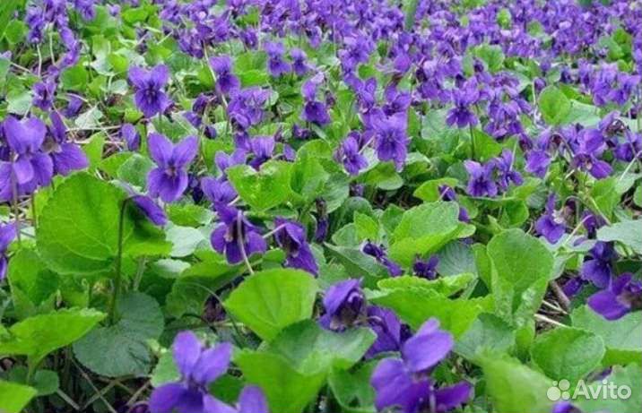 Садовая горная фиалка ароматная