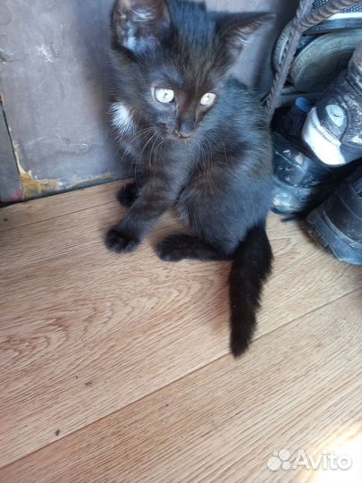 Отдам бесплатно