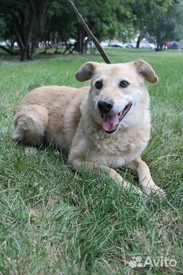 Собака в добрые руки