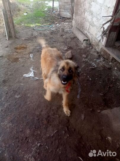 Собака в добрые руки отдам бесплатно