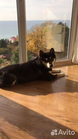 Передержка,уход за животными