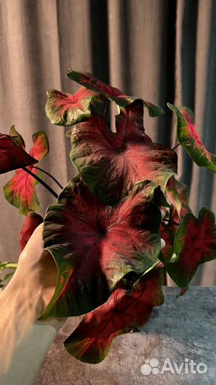 Каладиум Freida Hemple