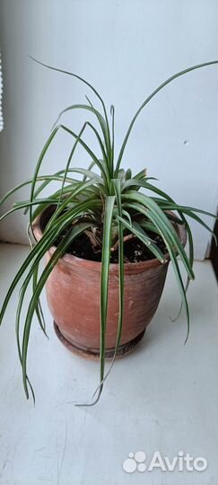 Тилландсия