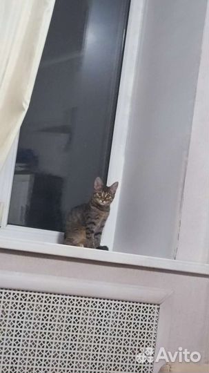 Кошечка в добрые руки