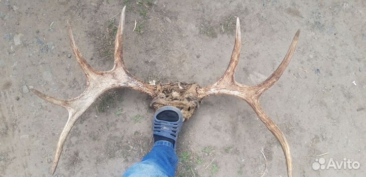 Лосиные рога