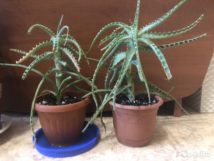 Алоэ / Каланхоэ