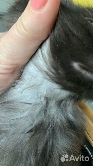 Котенок в дар