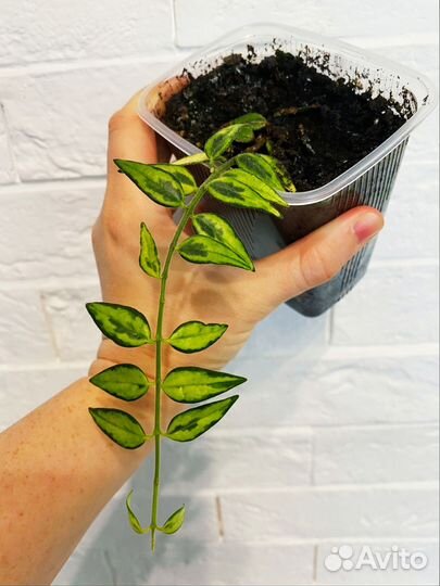 H. cv Bella Louis Buis/ Lida Buis/ Белла Луис Буис