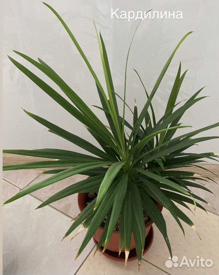 Продаю цветы