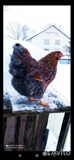 Яйцо, цыплята Маран и куры Виандот