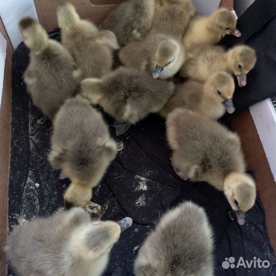 Продам гусят