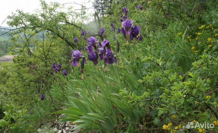 Маргаритки, безвременник, ирисы, флокс, и другие