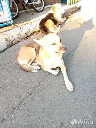 Собака в добрые руки отдам бесплатно