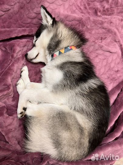 Помски мини хаски F1