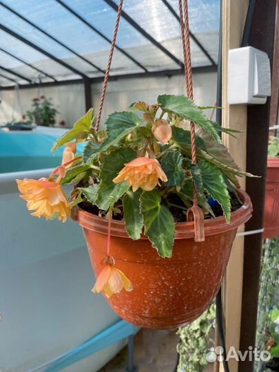 Бегония беликония